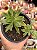 Aeonium simsii - Imagem 1