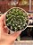 Echeveria lionfish - Imagem 1