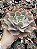 Echeveria chantilly green mint - Imagem 1