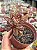 Echeveria Nodulosa (colônia) - Imagem 2