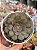 Aeonium Halloween reverso - Imagem 1