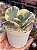 Cotyledon undulata variegata G (sem raiz) - Imagem 1