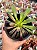 Aeonium big bang variegata (02) - Imagem 1