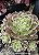 Aeonium riverstone (sem raiz) - Imagem 2