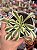 Aeonium riverstone (sem raiz) - Imagem 1