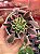 Aeonium riverstone - Imagem 1