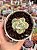 Echeveria amabile - Imagem 1