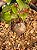 Testudinaria elephantipes - Imagem 2