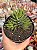 Haworthia fasciata - Imagem 1