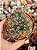 Trichodiadema densum (flor pink) - Imagem 1