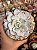 Echeveria lauii - Imagem 1