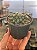 Frithia pulchra (flor pink) - Imagem 2