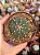 Astrophytum asterias - Imagem 1