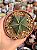 Astrophytum nudum - Imagem 1