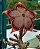 Edithcolea grandis (tapete persa) 01 - Imagem 2