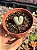 Cheiridropsis pillansii - Imagem 1