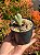 Cheiridropsis pillansii - Imagem 1