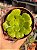 Aeonium canariense - Imagem 1