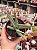 Crassula falcata - folha fina - Imagem 1