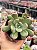 Graptoveria torres - Imagem 1