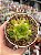 Haworthia cymbiformis - Imagem 1