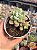 Echeveria loko - Imagem 1