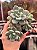 Echeveria loko - Imagem 1