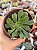 Aeonium big bang (reverso) sem raiz - Imagem 1