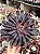 Aeonium big bang G (sem raiz) - Imagem 1