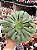 Aeonium big bang (reverso G) sem raiz - Imagem 1