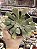 Aeonium big bang (reverso G) - Imagem 1