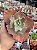 Echeveria aquarius - Imagem 1