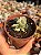 Cotyledon orbiculata monstruoso - Imagem 1