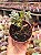 Cotyledon orbiculata monstruoso - Imagem 2