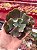 Echeveria boton (corte) - Imagem 1