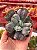 Echeveria línguas M (corte) - Imagem 1