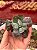 Echeveria línguas p (corte) - Imagem 1