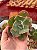 Echeveria marjorie pogue (corte) - Imagem 1
