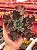 Echeveria cecelia (corte) - Imagem 1