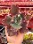 Echeveria cielpur (corte) - Imagem 1