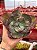 Echeveria duende (corte) - Imagem 1