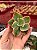 Echeveria tornado M (corte) - Imagem 1