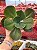 Echeveria fimbriata (corte) - Imagem 1