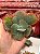 Echeveria híbrida 009 - Imagem 1