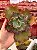 Echeveria cupeno 02 (corte) - Imagem 1