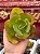 Echeveria beach waves (corte) - Imagem 1