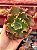 Echeveria Morgana (corte) - Imagem 1