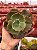 Echeveria war dancer (corte) - Imagem 1