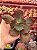 Echeveria PR03 (corte) - Imagem 1
