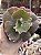 Echeveria corralium - Imagem 1